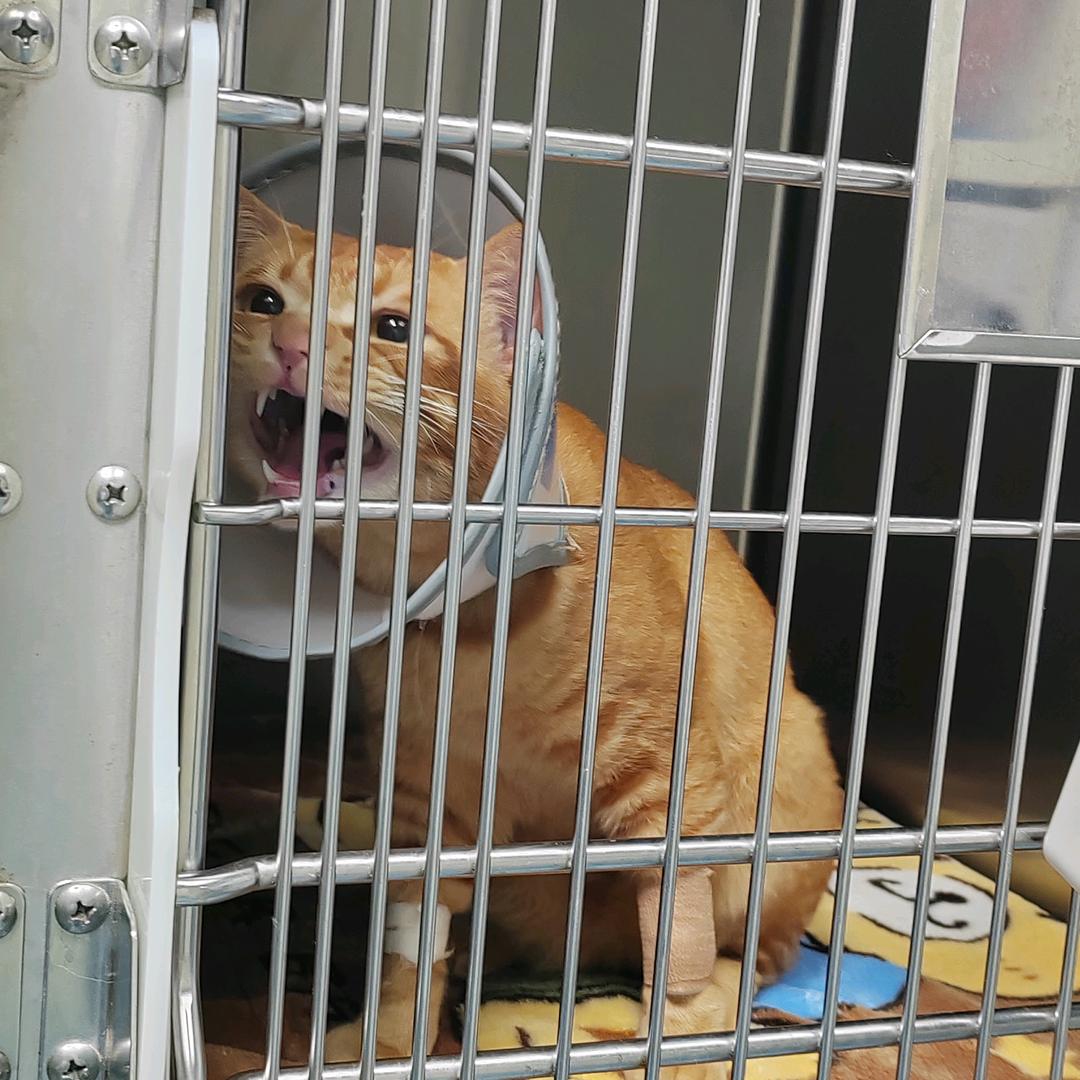 南部动物医院小杜