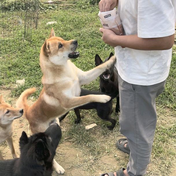 刚刚家田园犬