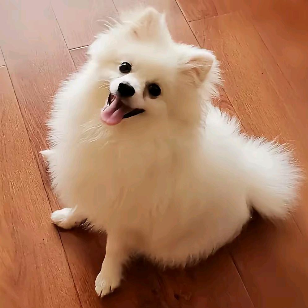 加加爱听鬼吹灯