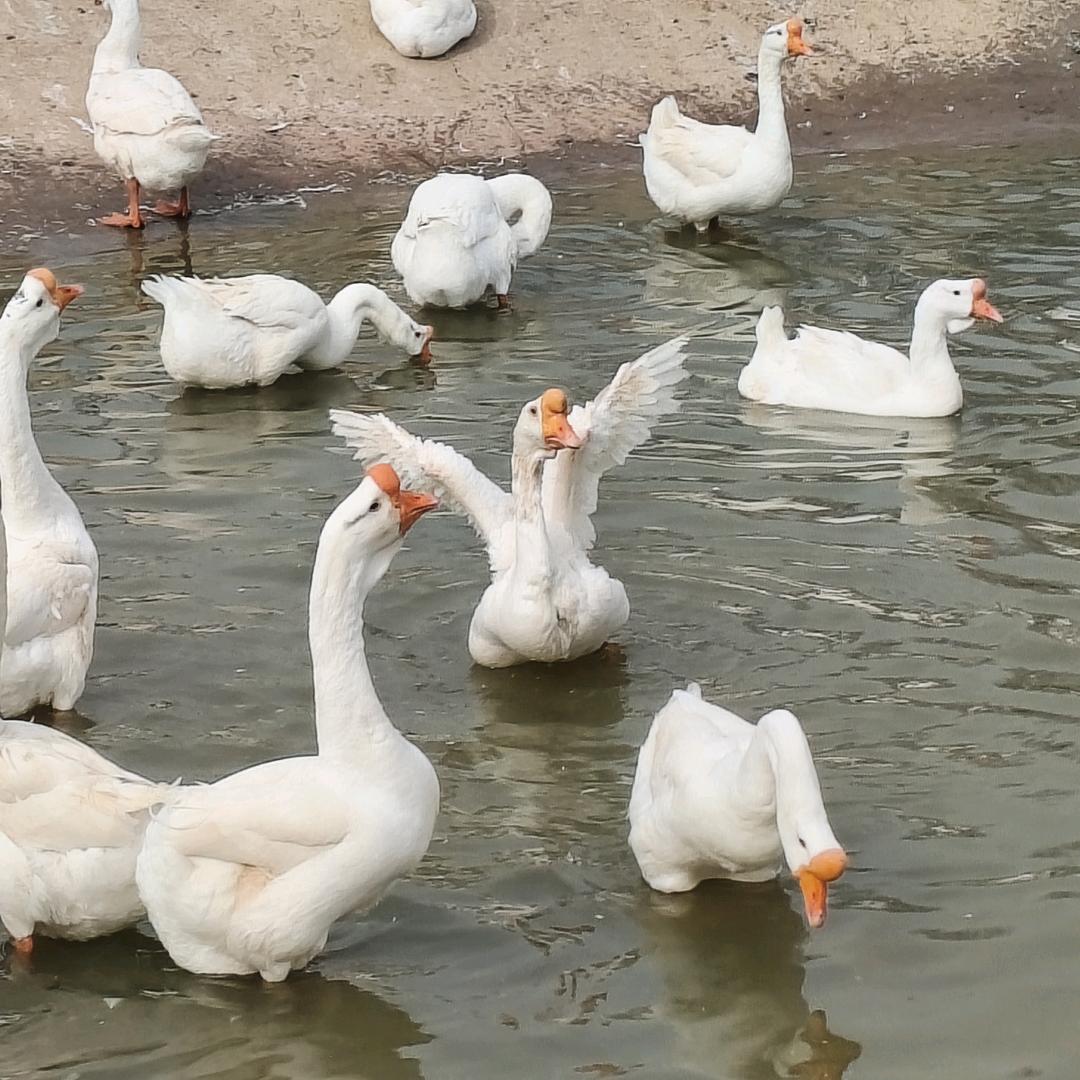 六安市裕安区家园养殖有限公司