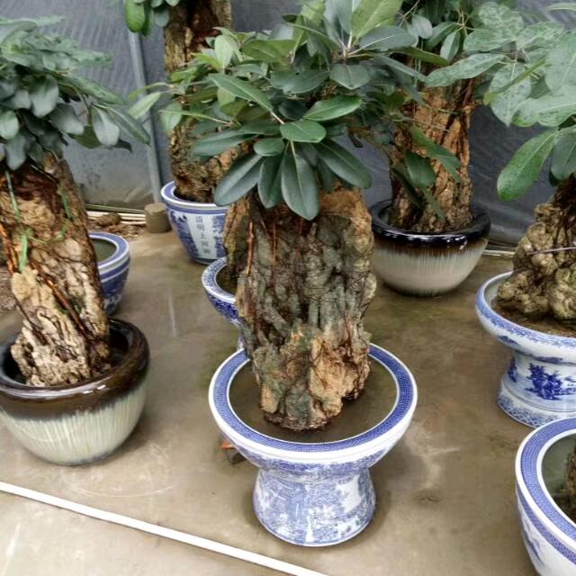 昆明斗南花卉盆景
