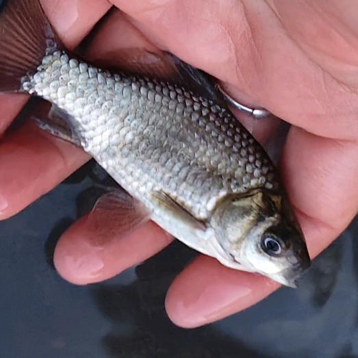上班族休闲野钓手莫莫