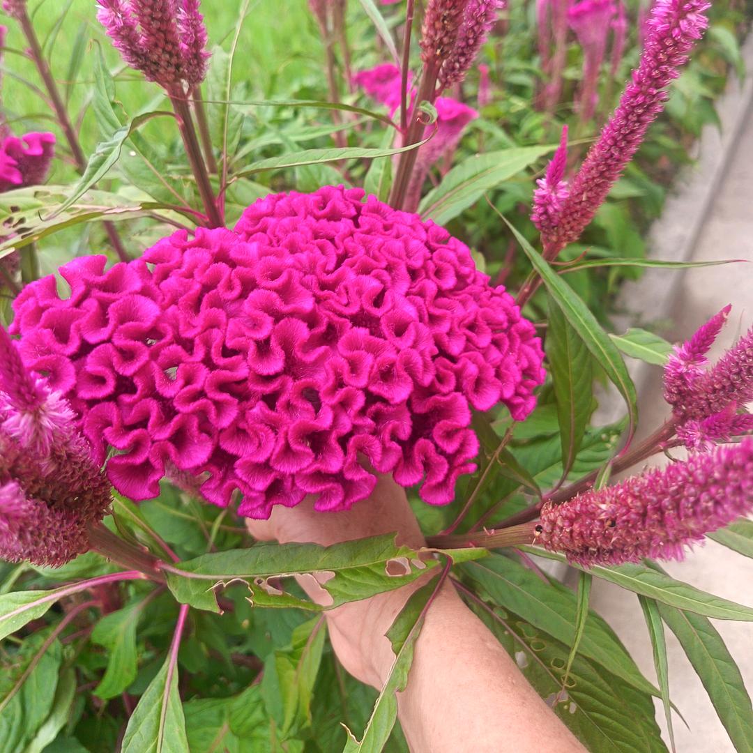 梅花🐰🌺🌺🐇