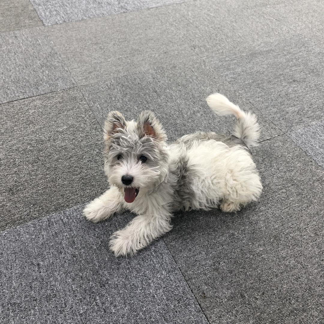 只见