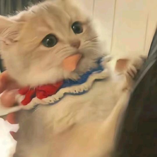 懒猫