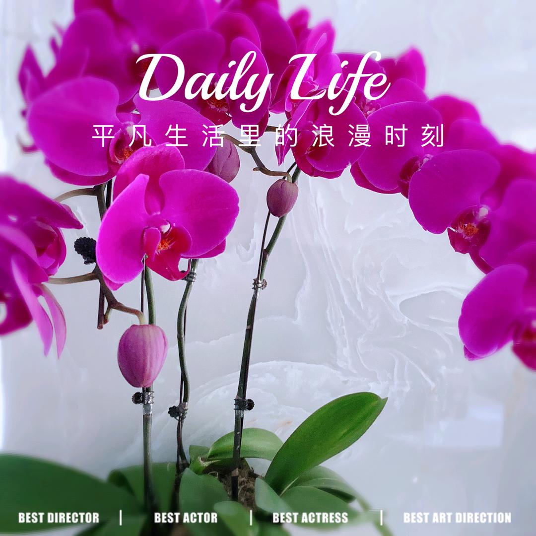 琴韵悠扬🌸