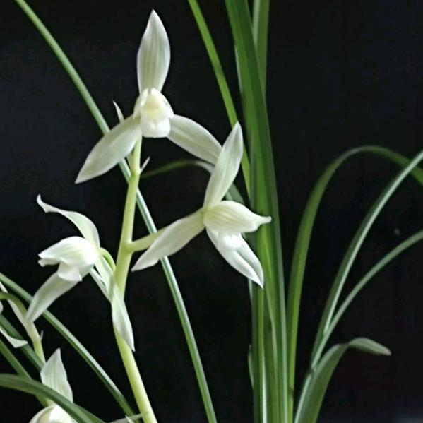 兰花盛开十二月