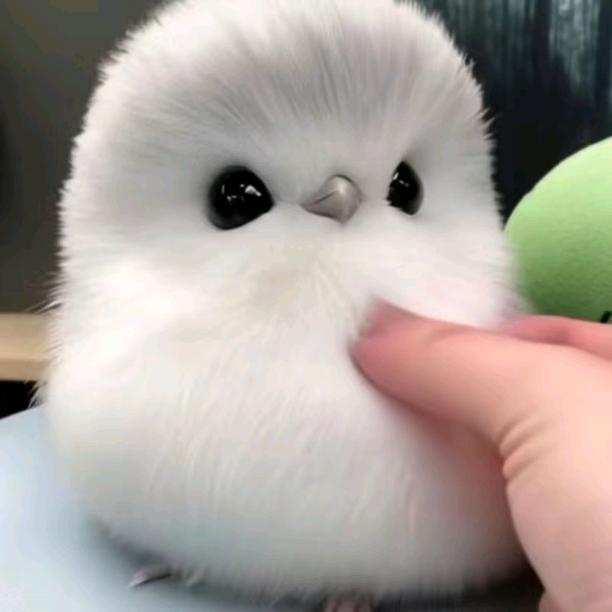 束冬