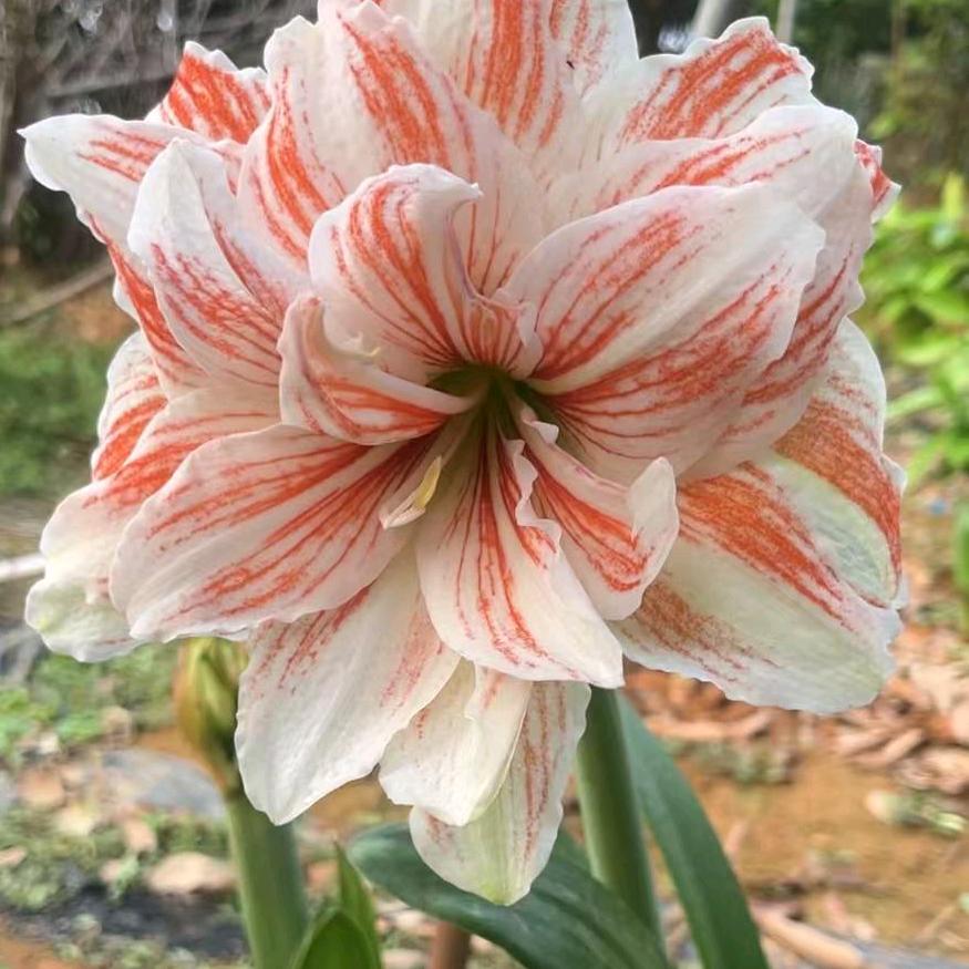花花世界