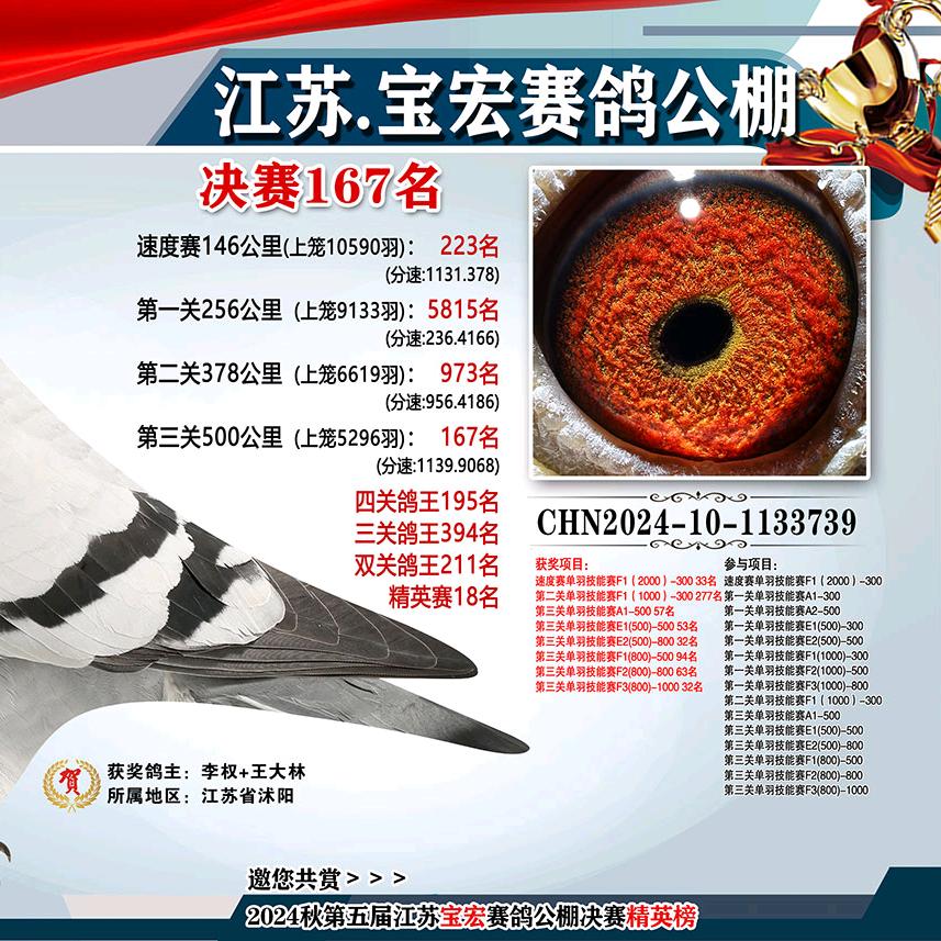 实战赛鸽