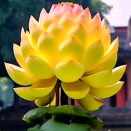 宝圆（成）