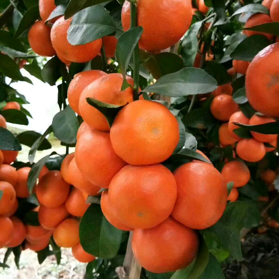贺州农垦公司
