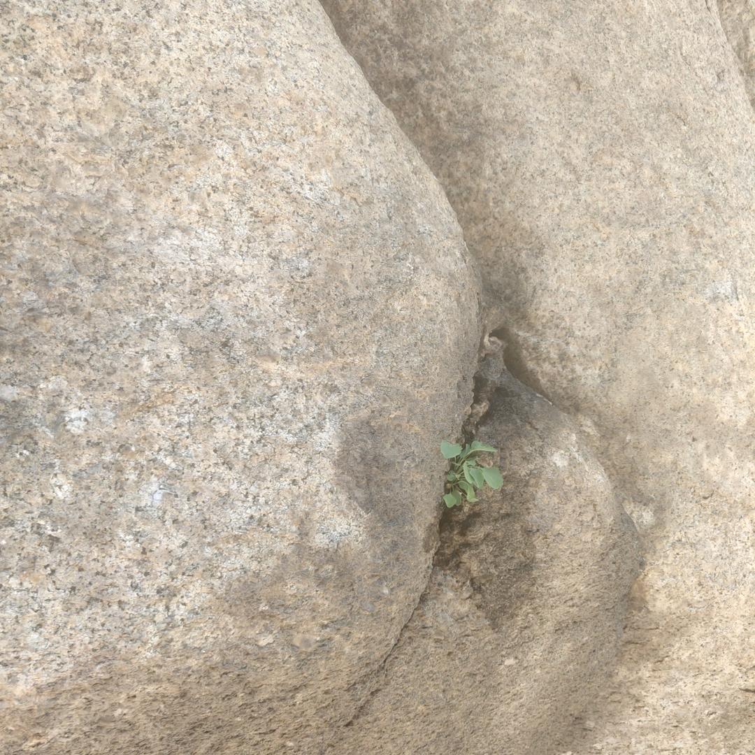 诚