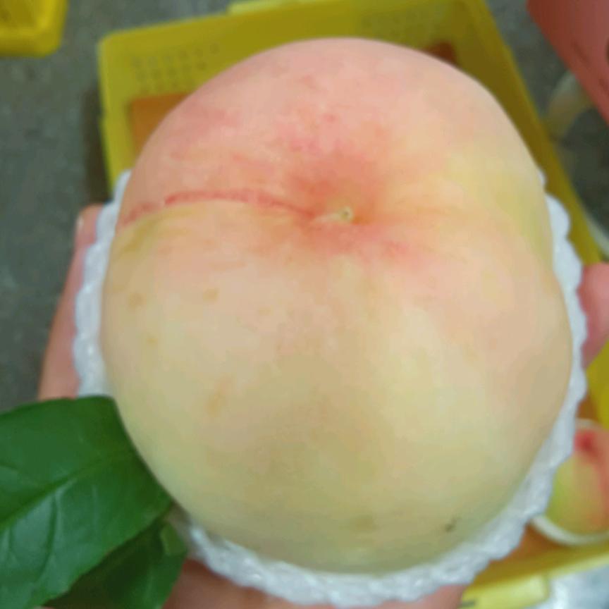 小小天