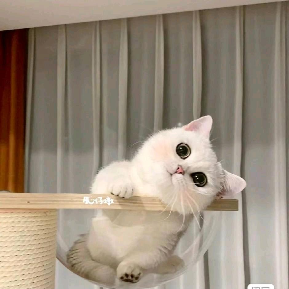 🐳Cat