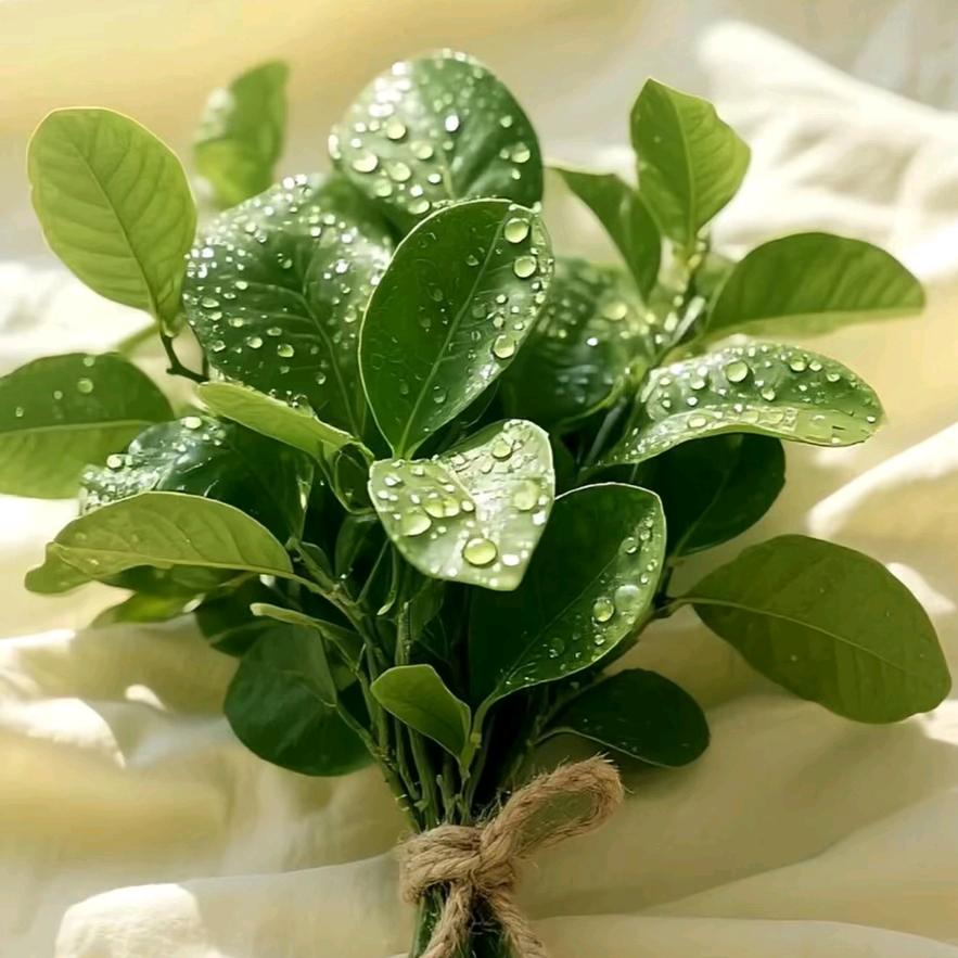 无ʕ ᵔᴥᵔ ʔ心