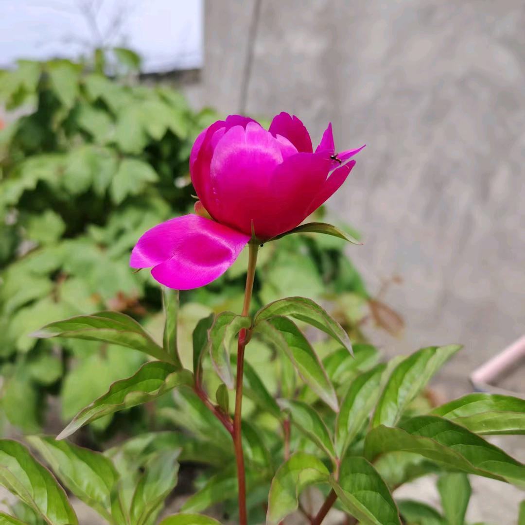 🌹幸🌷福💐王🍁🍁