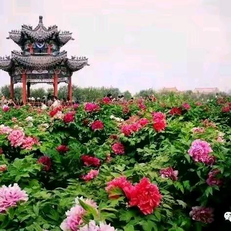 山东济南电梯、信号、塔吊工专业团队