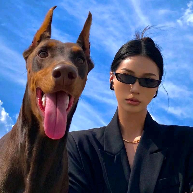 杜宾护卫犬