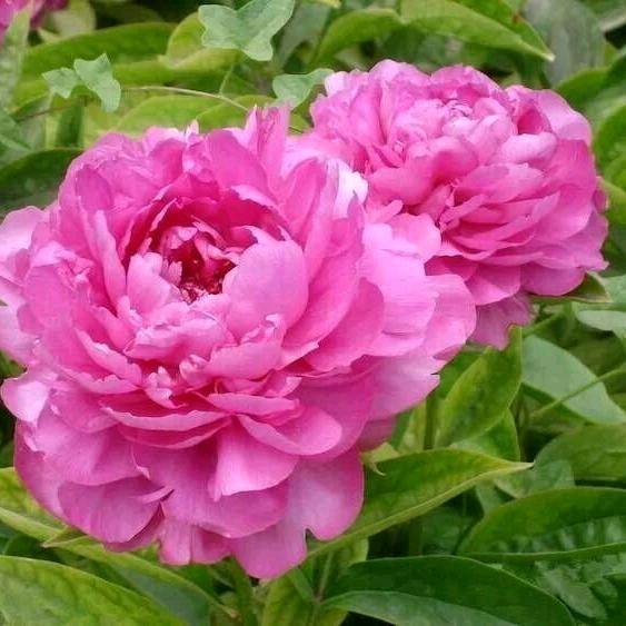 芬芳