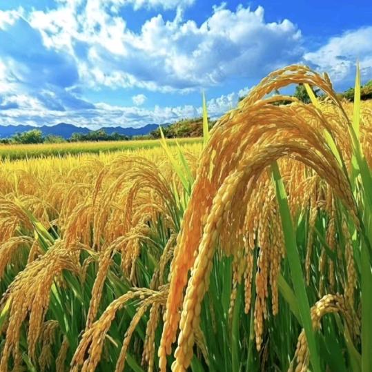 ╭昕禾盈仓╯ε