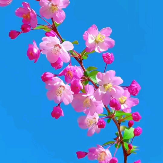 段姐