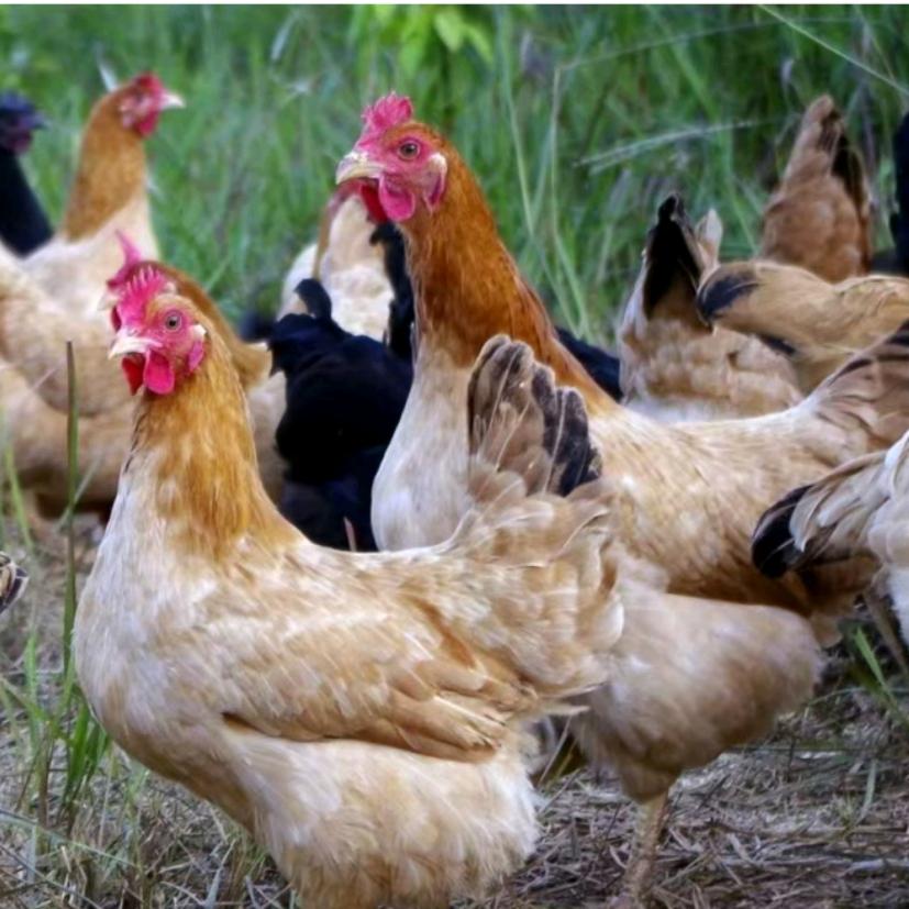 舁上散养土鸡新农人