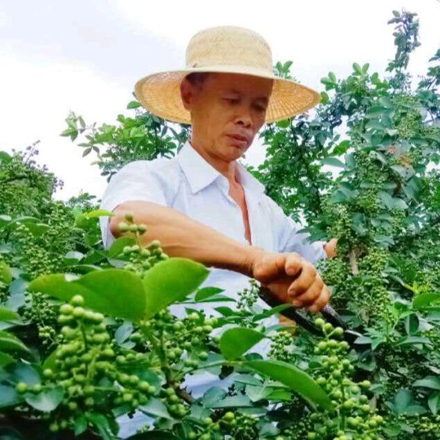 老农民爱花椒