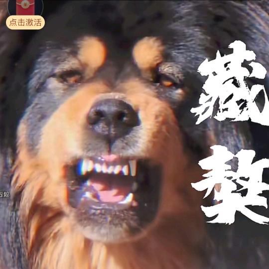 藏獒