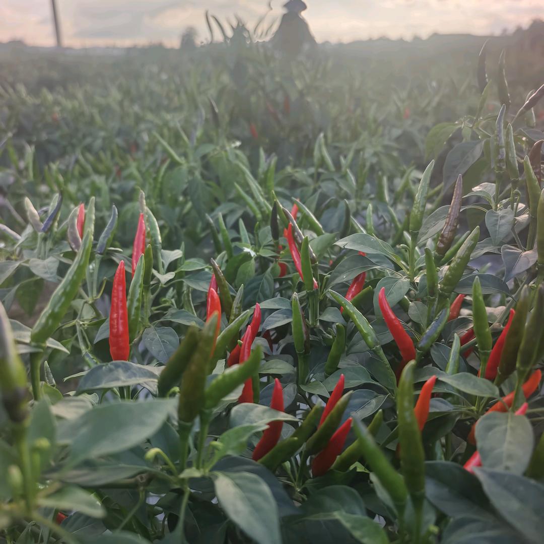 鑫飨xiang源优选