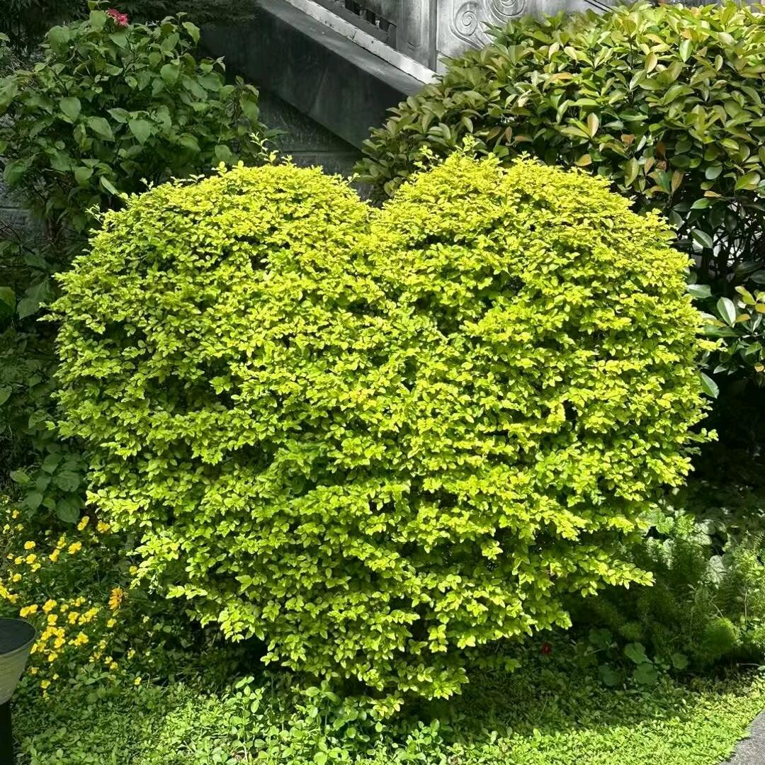 卓诗尼（洛阳关林店）位翠霞