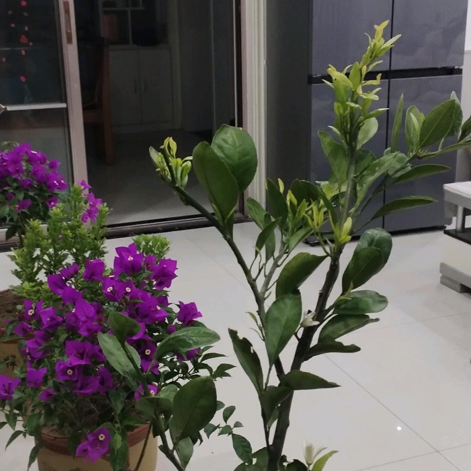 樱落浅忆