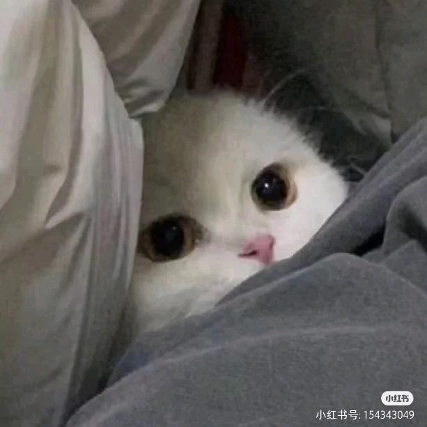 多睡一分钟ᵐ🌾