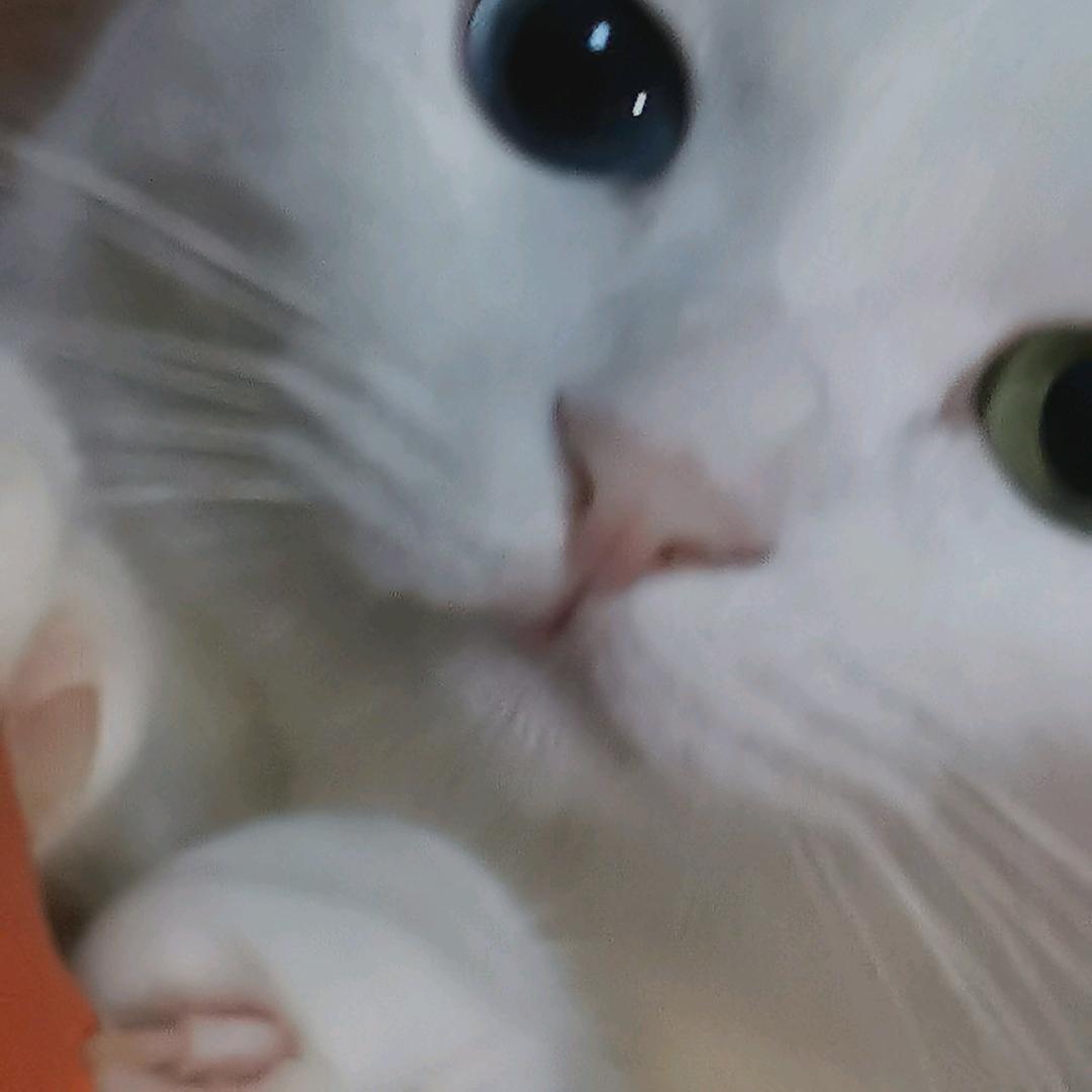 梨花i布布