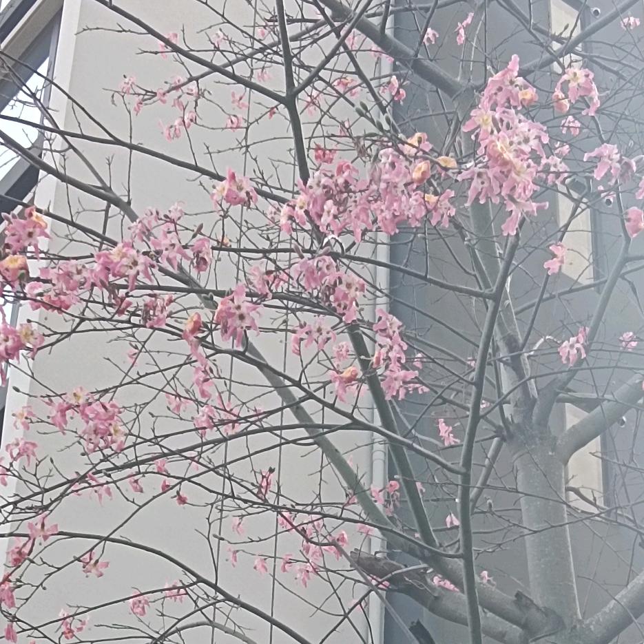 我的榴莲💋👫