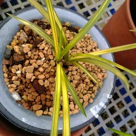 洪山家电(兰花爱好)