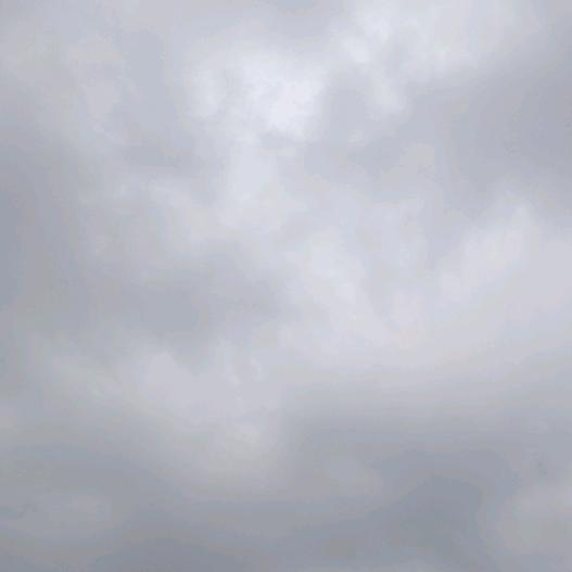 焗渊桉