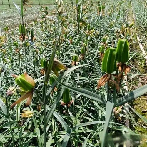 李太白贝母种源基地