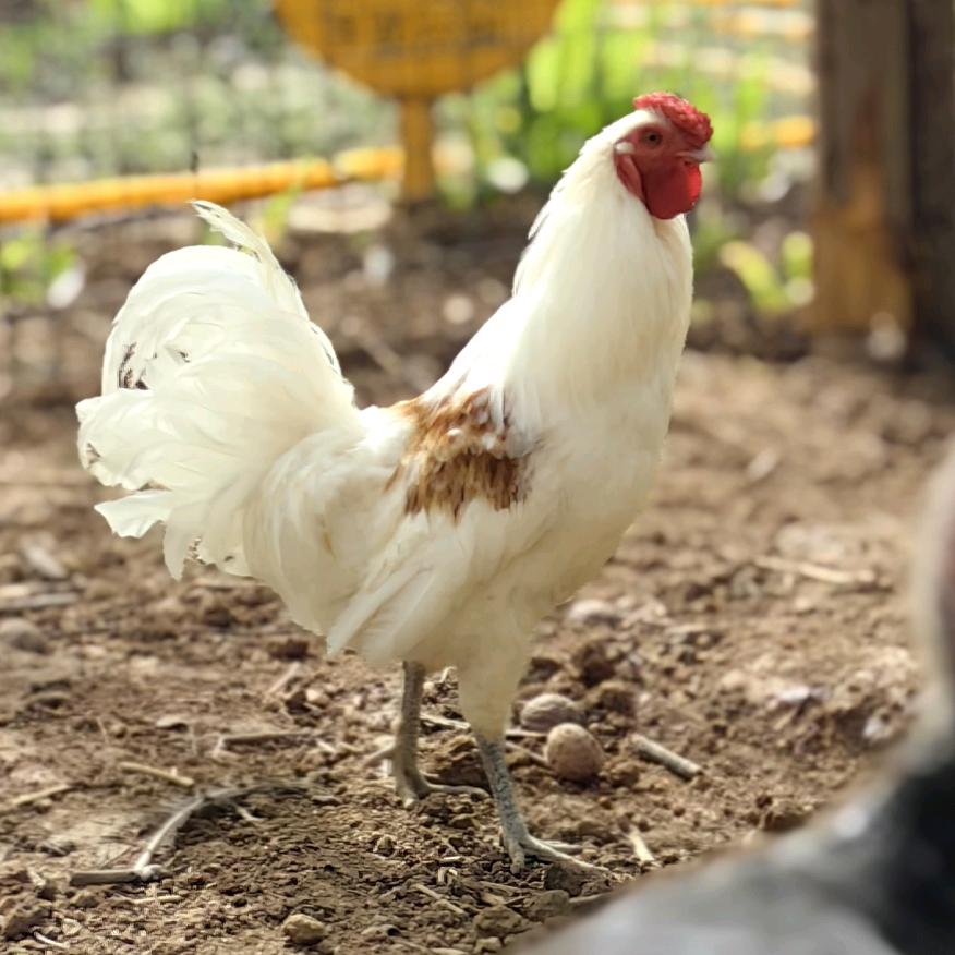 🐔伙计在线🐔