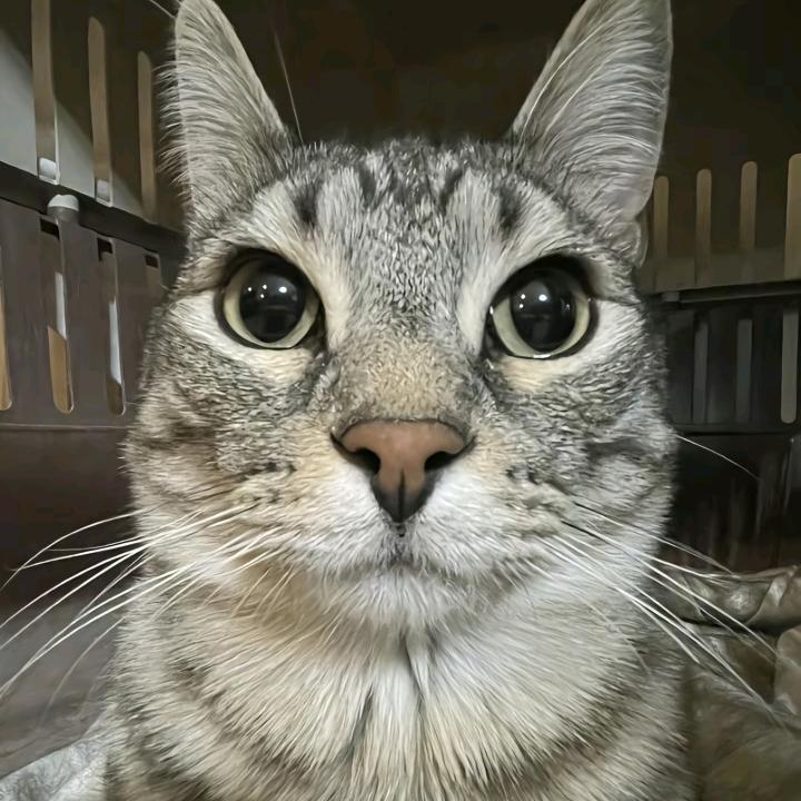 老猪大侠
