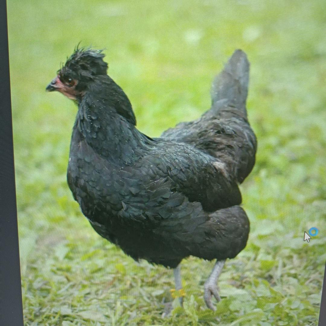 元想宠物