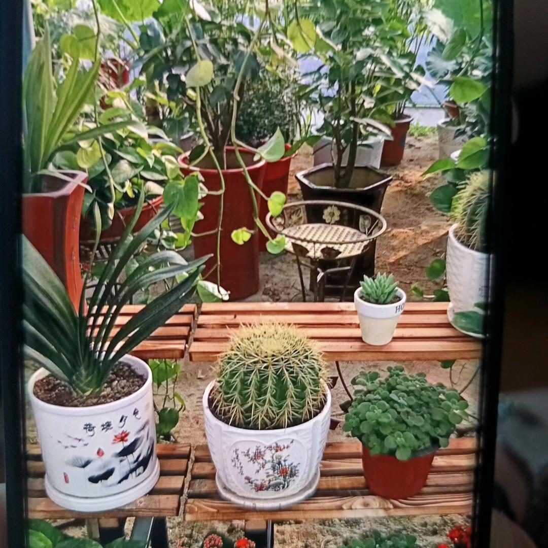 好运连连🌹🌹🍀🍀🌸🌸