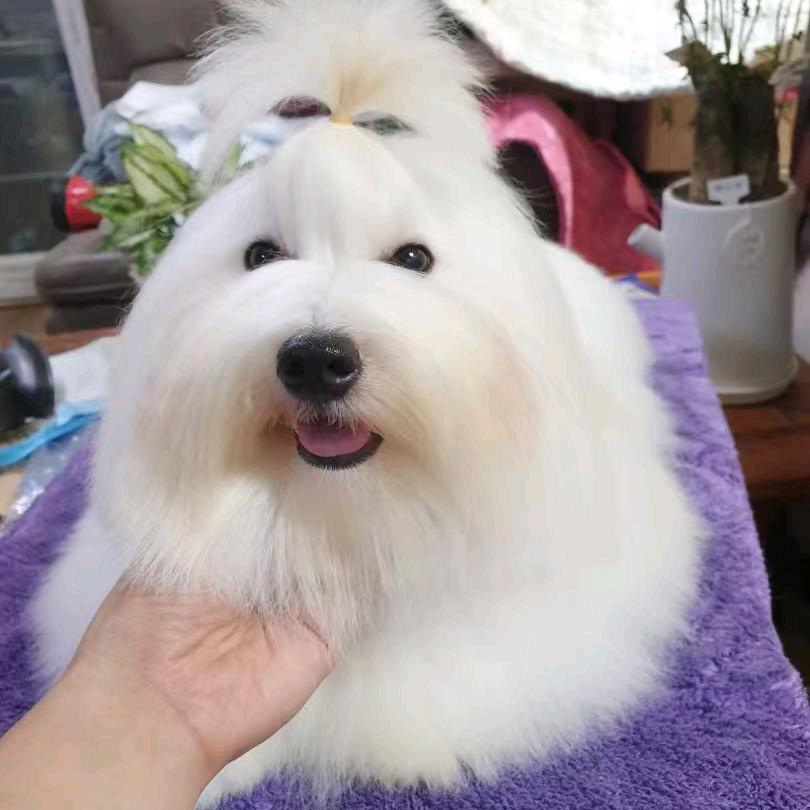 棉花面纱
