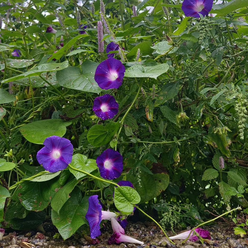 侯师傅二保焊加工部