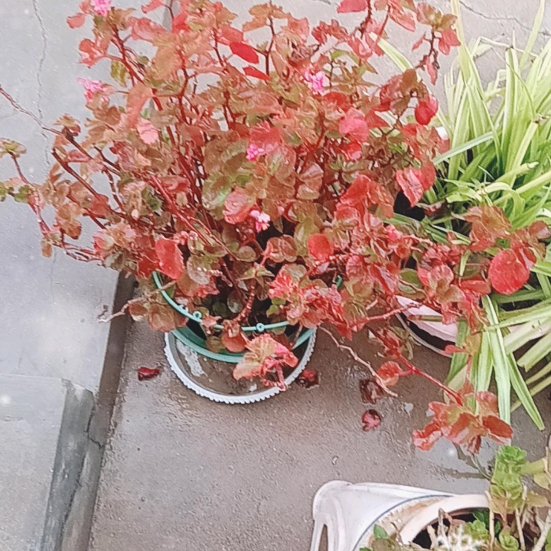 爱音乐