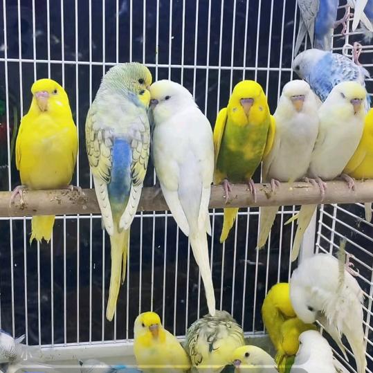 爱宠鹦鹉小小鸟