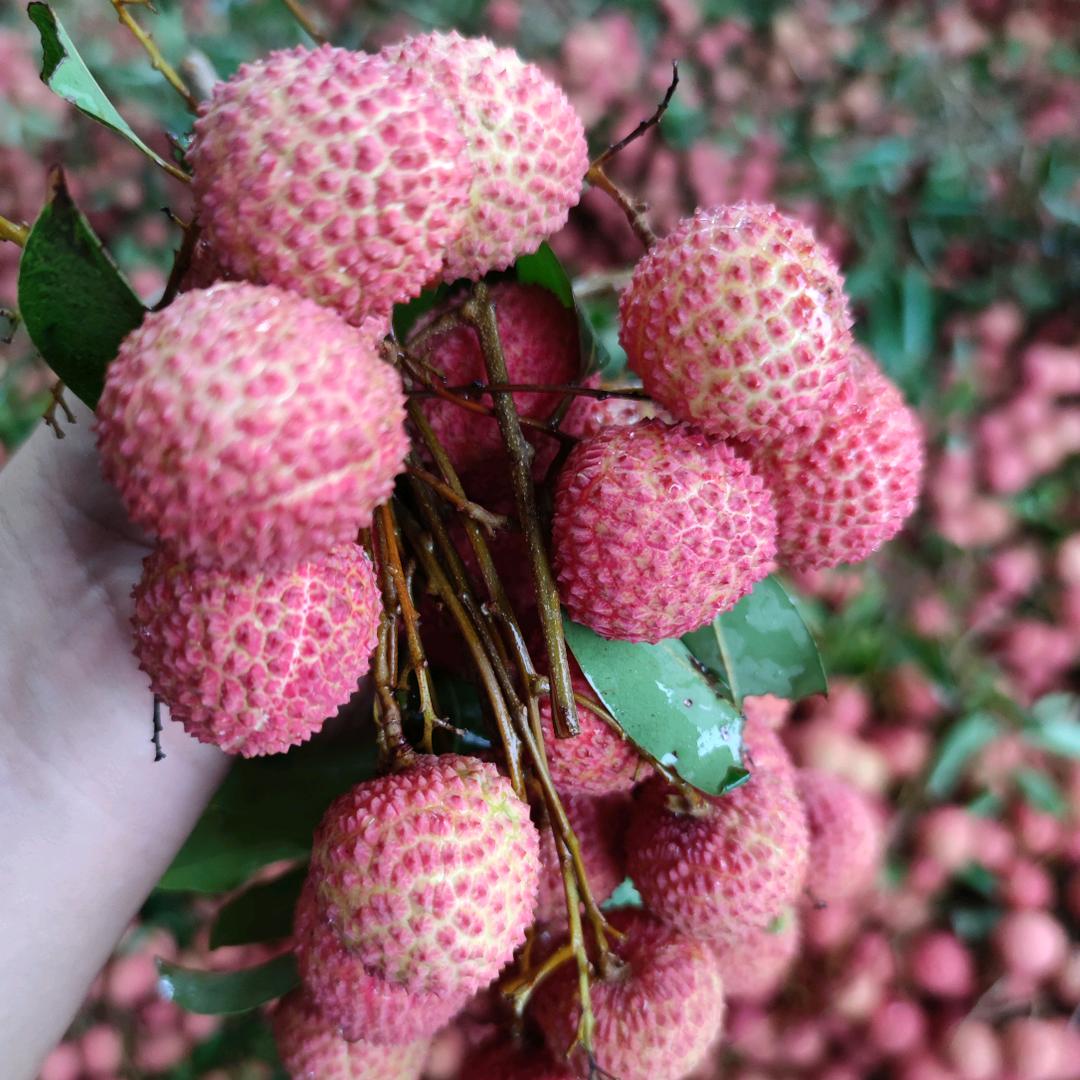 奔波全国的水果采购