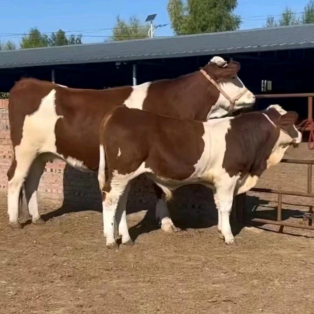 盘上郎科专收牛羊🐂🐏每天记录工作日常