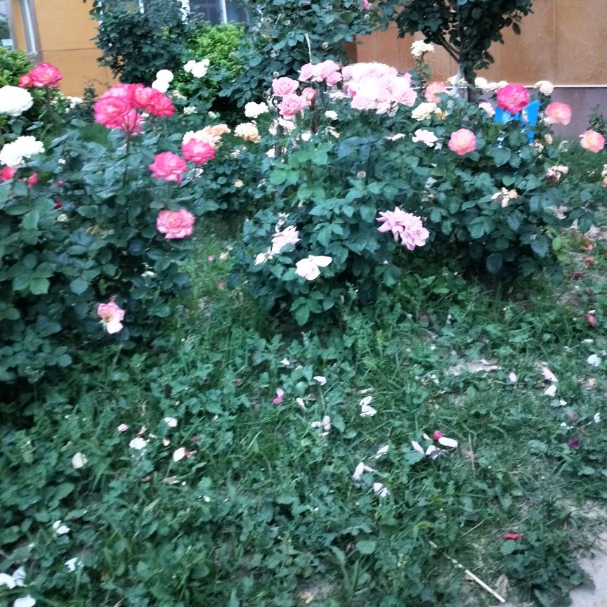雪莲花🌹🌹ﾉ