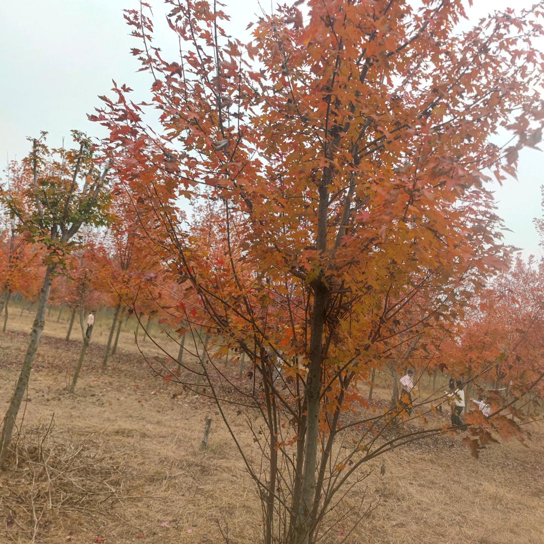 耕耘–油炸黍面脆皮黏糕鸡柳毛菇